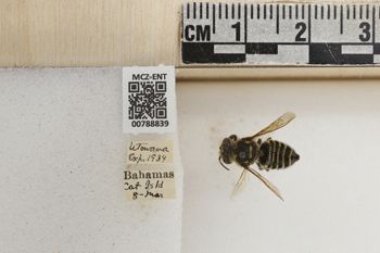 Media type: image;   Entomology 788839 Aspect: Labels